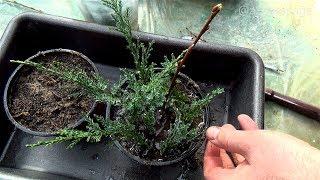 HOW TO GROW PLANTS FROM CUTTINGS? | CYPRESS TREE PROPAGATION