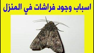 اسباب وجود الفراشات فى المنزل