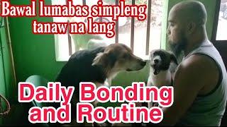 My Furbabies Daily Routine Love Namin Yan Mavictorious tv #aspinlover #doglover #furbabies #furdad