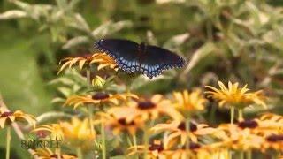 Burpee's Bee and Butterfly Garden