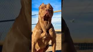 pitbull dog attitude WhatsApp status #preetyadavharsud #shorts