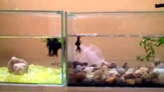 Betta splendens II