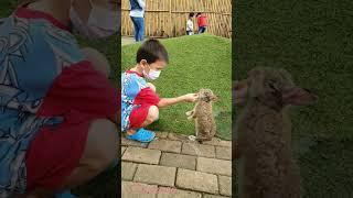 cute bunny, standing while eating | feeding rabbit #shorts #fyp #bunny #rabbit #scientiasquarepark