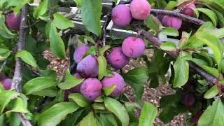 Care and Harvesting Plum Trees - Santa Rosa Plum Tree - Growing Plum Trees |  Pruning Plum  Update