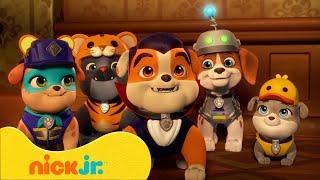 Rubble y su Equipo | ¡Construcciones de Patio con Rubble y Motor! | Nick Jr. en Español