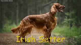 All Dog Breeds   Dog breed type A to Z