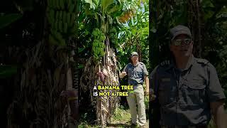 The World's Tallest Grass - Maui Banana Plants | Maverick Helicopters #Shorts