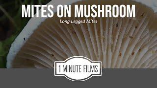 Mites On Mushroom ~ 1 Minute Films