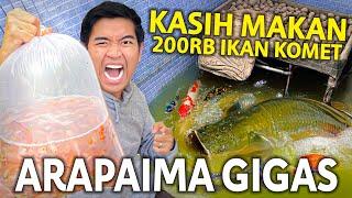 KASIH MAKAN 200RIBU IKAN WARNA-WARNI BUAT ARAPAIMA GIGAS RAKSASA!