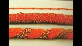 How to Sew Cigar Flower Lei.wmv