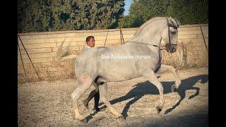 GP HORSE / LUSITANO SCHOOLMASTER