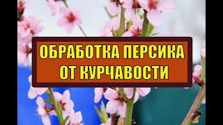 ОБРАБОТКА ПЕРСИКА ОТ КУРЧАВОСТИ