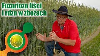 Fuzarioza liści i rdza żółta- aktualne zagrożenia w zbożach