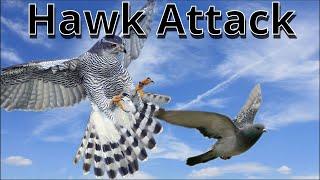 Hawk hunts my pigeon | Goshawk vs Pigeon