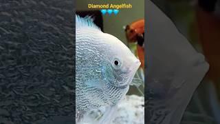  Capturing Pearlscale Angelfish Beauty: A Fish Lover's Delight ️" #shorts #angelfish #aquarium