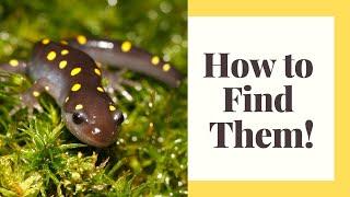 9 Tips To Find Salamanders In The Wild