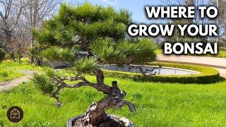 Where to Grow Your Bonsai: Full Sun or Shade? | Q&A