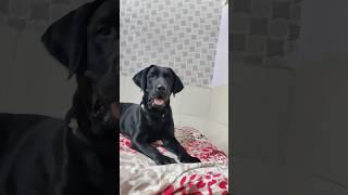 daulat the labrador #black #labrador