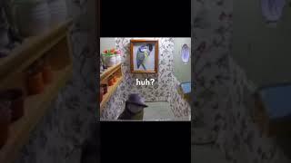 huh? #memes #meme