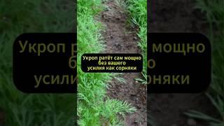 Укроп взойдёт за пять дней! Растёт сам без ухода мощно как сорная трава! #огород #дача #сад #урожай