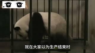 大熊猫被强制喂奶，因为它是第一次当妈妈，面对小熊崽手足无措，奶妈们只能出此下策。#大熊猫 #熊猫宝宝