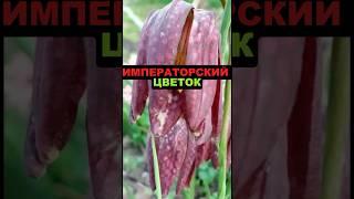 Императорский цветок #секреты #цветы #сад #огород #дача