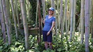 Growing giant timber bamboo - massive new shoots coming up this year