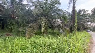 16 Rai Palm Plantation with Structures and Mountain Views for Sale in Thai Mueang, Phangnga