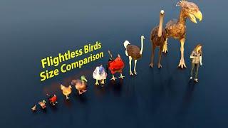 Flightless Birds Size Comparison | 3D Animation #animation #animals