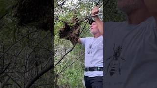  Find the Queen, Catch the Swarm 