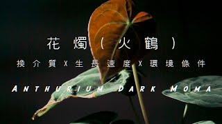 花燭必備介質｜換盆換介質後生長線暴升！｜DarkMoma Hybrid