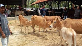 Part 2. Sapi aceh jantan dan indukan sapu aceh murah. Ada sapi aceh harga 3 jutaan