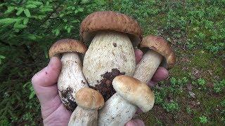 Утром за Белыми Грибами июль 2019 Беларусь Mushrooms Boletus Edulis