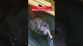 Feeding An Alligator Snapping Turtle vs Common Snapping Turtle!!!  #shorts #turtle