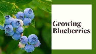 Growing Blueberries in Zone 6