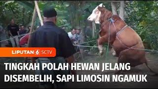 Tingkah Polah Hewan Kurban Jelang Disembelih, Sapi Limosin Mengamuk | Liputan 6