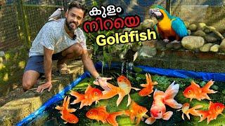 New member in my house |  20 ലക്ഷം രൂപയുടെ കിളിക്കൂട്ടിൽക്ക് വാങ്ങിയ പുതിയ “സ്വർണ്ണ മത്സ്യം”