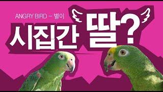막말 수다 VS 노래?/ 행복해 보이지만 섭섭한 아빠의 마음 / 앵무새가 개콘보다 더 웃기다!!  / 사람과 대화 가능앵무새 / ANGRY BIRD