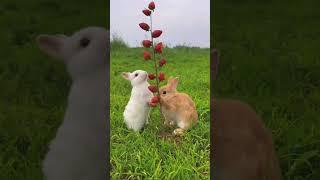 Bunnies eating strawberries #rabbits #bunny #rabbitbunny#shortsvideo #viewkesebdhaye #coelhinho