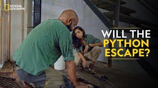 Will the Python Escape? | Snakes SOS: Goa’s Wildest | National Geographic