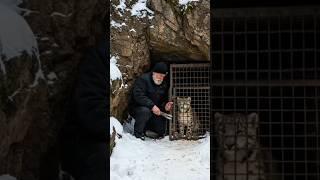 Tiny Snow Leopard Cub Trapped, Saved by Her Mother and an Old Man! #animals #rescueanimals #humanity