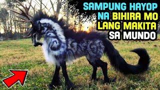 Sampung Hayop na Pinaka Bihirang Makita Sa Mundo