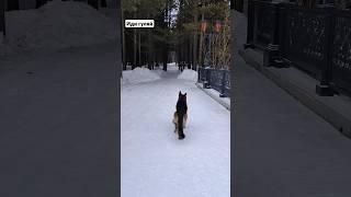 Джинн ко мне, иди гуляй #команды #парк #сургут #джиннчик #сайма #гуляй