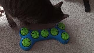 Cats playing with a dog treat toy