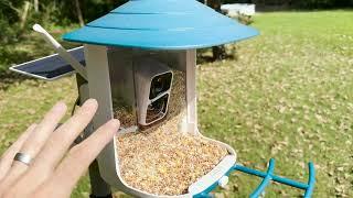 DZee Bird Feeder REVIEW | A Wireless Camera built-in to a bird feeder!