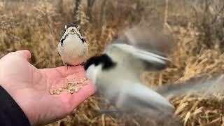 Hand-feeding Birds in Slow Mo - Black-capped Chickadees, Tufted Titmice, Downy Woodpecker