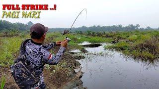 MENEMUKAN TEMPAT BERKUMPULNYA IKAN GABUS YANG KELAPARAN || SAAT AIR MULAI SURUT..!