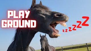 Ponies in the playground. Horses bored in the arena. They want to the meadow | Friesian Horses