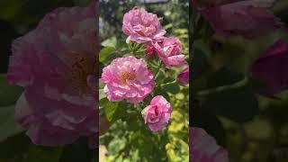 Extremely rare,miraculously strong fragrance,rose cameoමගේ සුවඳ රෝස කැමියෝ#shorts