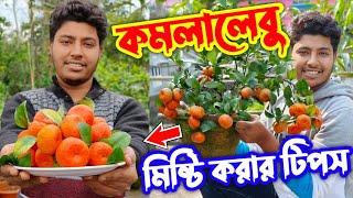 কমলালেবুর আসল সত্যি জানুন। সেরা জাত কোনটি? সত্যিই কি সমতলে মিষ্টি হয় কমলালেবু? Growing Orange in pot